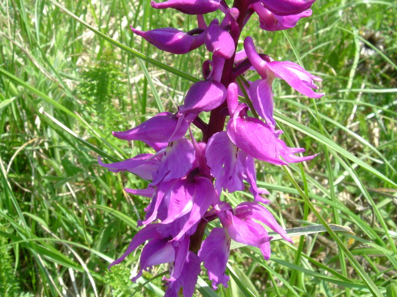 Orchis mascula